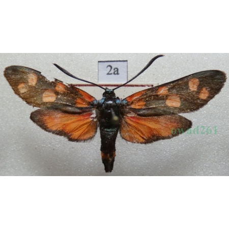 Zygaena ephialtes (Linnaeus, 1767) Kraśnik goryszowiec Czech2a